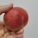 의성군농업기술센터 | 의성 복숭아/대극천 복숭아 가 그렇게 맛있다고?꿀복농원.