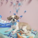 DOG LOVE WITH 란 이미지