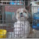 징의축산 이미지