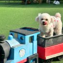 몽이뭉치애견샵 | [안양] 비포애프터 확실한 금손 원장님 안양 애견미용실 ‘댕며들개’