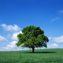 The Old Oak 이미지