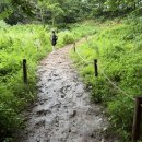 남면약국 | 정선 : 7월 민둥산 증산초 등산코스 산행 후기 푸릇푸릇