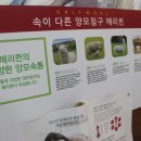 메리퀸동 이미지
