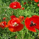 의령남강 이미지