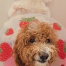 판교 P&P 동물병원 이미지