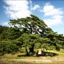 천연기념물 289호인 수령 500년인 경남 합천의 묘산 소나무 이미지