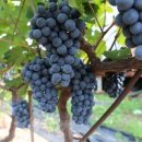 성원농산 이미지