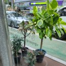 용원농장 이미지