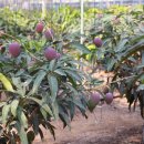 윤미농장 이미지