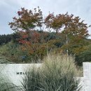 카페 멜로우 이미지