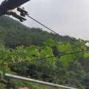 다래농장 이미지