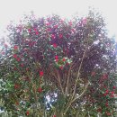 고성섬나들이 이미지