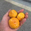 호로록냠냠 이미지