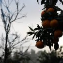 박정숙 농장 이미지