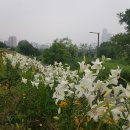 (내용추가) 금요일 양화한강공원 라면 벙개…^^ 이미지