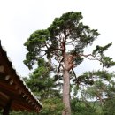대숲바람
