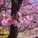 카페나니아 | [충남 아산] <나니아2560> 홍벚꽃 명소 추천