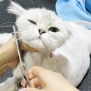 코아루 애견 이미지