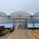 싱싱딸기 이미지