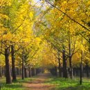 소나무황토펜션 이미지