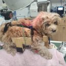 올리브동물병원 이미지