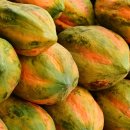 파파야 카카오 검색결과