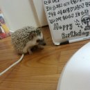 상도힐링동물병원 이미지