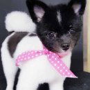 아담스펫살롱 이미지