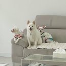 포에버위드유 | 다견가정 할인 가능한 애견호텔 후기 | 위례애견호텔 창곡동애견호텔 복정동애견호텔 위례동애견호텔