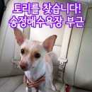 강아지를찾습니다/믹스견/암컷/부산시 해운대구 송정해수욕장 부근 이미지