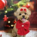 콩이네 이발소 이미지