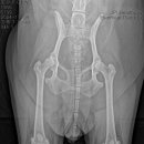 정창수외과동물병원 이미지