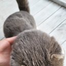 안면도일마레 | 안면도 펜션 추천! 넓은 숙소에서 값싸게 놀고온 안면도일마레펜션 후기~