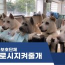 도로시지켜줄개 이미지