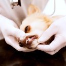 토비동물병원 이미지