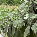 금순 농장 이미지