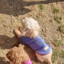 슈가야...<b>우리</b>집 <b>댕댕이</b>랑도 친구할래..?