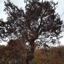 한북정맥 12구간 고양 고봉산(高峰山 206) 221112