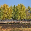 은행나무 이미지