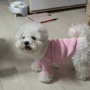 퍼키드 | [수원애견카페::퍼키드] 행궁동에서 반려동물 수제간식 구매하기_수원강아지간식/행궁동강아지
