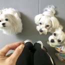 쥬쥬펫살롱 이미지