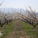 섬진농장 이미지