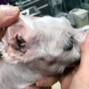 하 수의과 동물병원 이미지