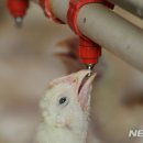 영서축산 이미지