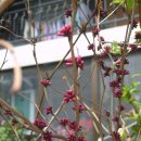 박태기나무(Chiness redbud): “밥풀대기나무(밥데기나무)”의 효능 이미지