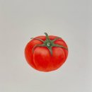 색연필로 그리는 꽃, 보태니컬 아트 이미지