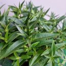 용담광택 이미지