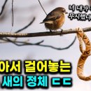 사악한 뱀의 천적들 이미지