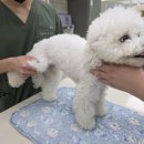 영등포 동물병원 | 24시간 동물병원 신길 영등포 동물병원 24인치 동물의료센터