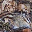 다람쥐가 이미지